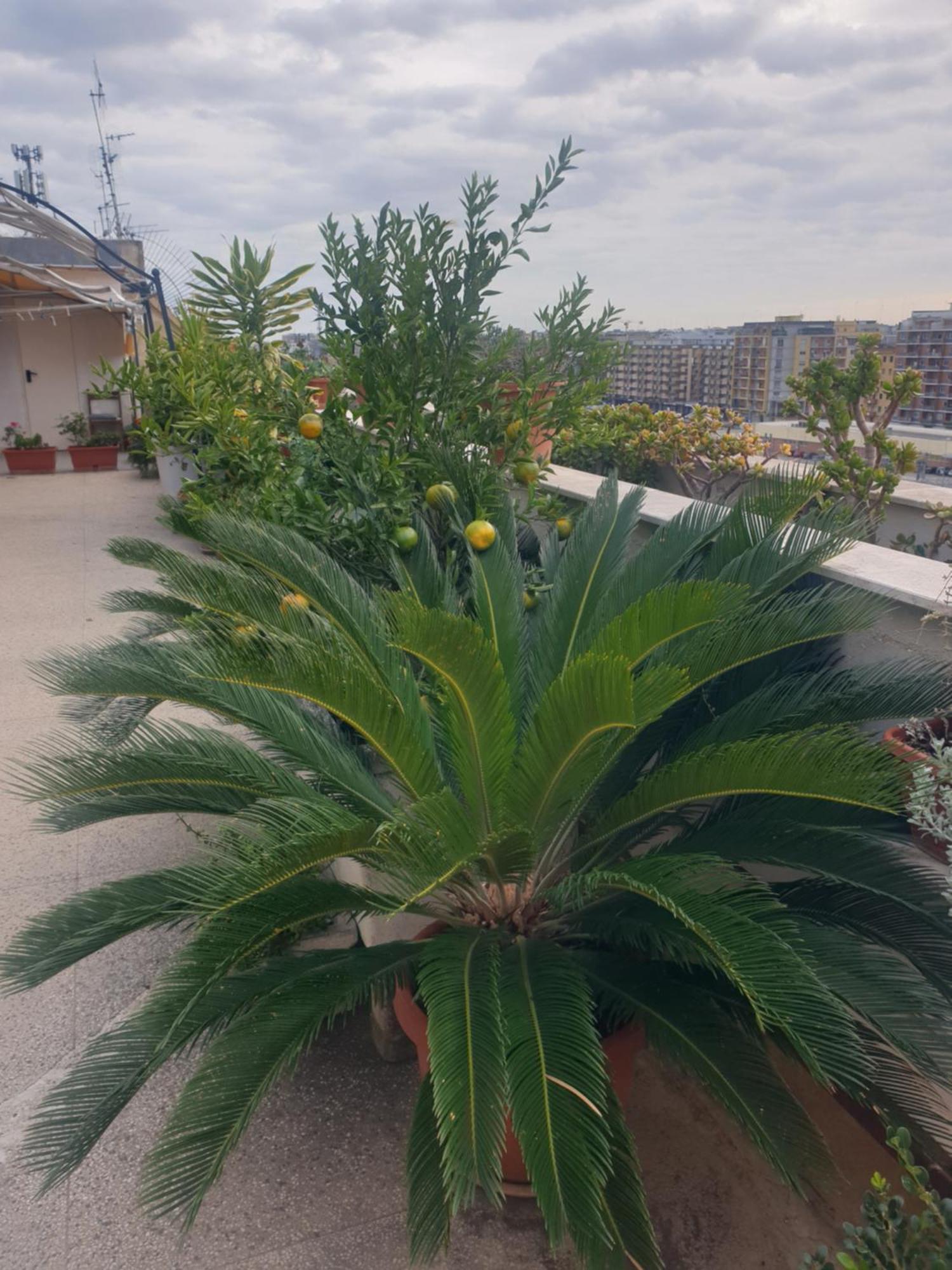B&B Ganaj La Terrazza Di Ganaj Bari Exterior photo