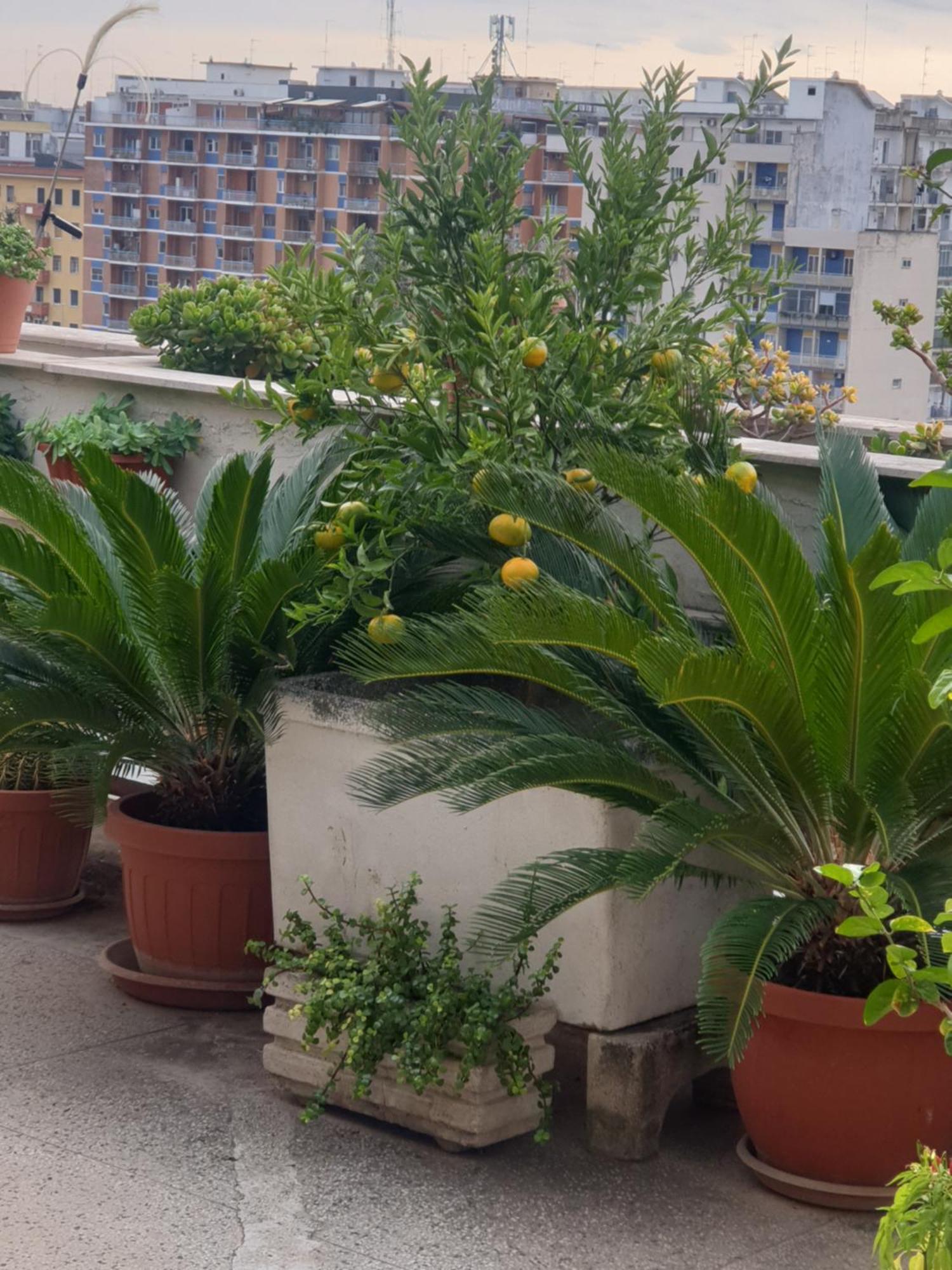 B&B Ganaj La Terrazza Di Ganaj Bari Exterior photo